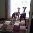 Rocky and Abbey looking outside