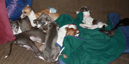 Red, Blue, Black, &  Pied italian greyhounds