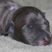 Windriver Italian greyhounds
