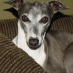 Queenie watching from her throne..