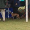 Pinehurst dog show September 2011