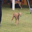 Dog show Pinehurst NC. September 2011