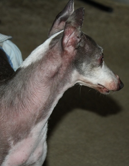 Blue and white italian greyhound